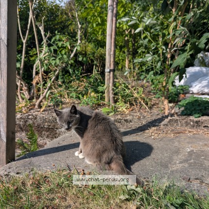 Foto 2/2 Kat gevonden Gevonden in Liege