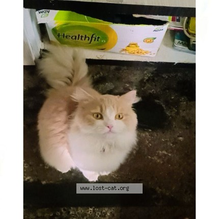Photo 1/1 sheru Cat lost in Arsikere