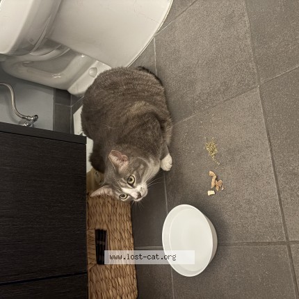 Photo 1/1 Found cat Found in Philadelphia