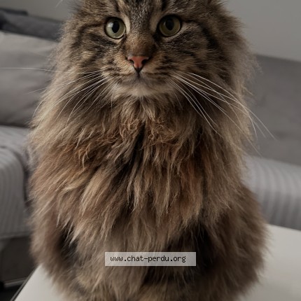 Foto van vermiste kat in Sint Piter Leeuw