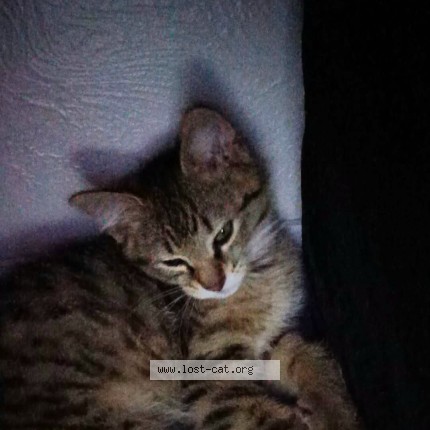 Photo 1/1 Mouse Cat lost in Manitou Springs