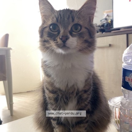 Foto einer wiedergefundenen Katze in Lille