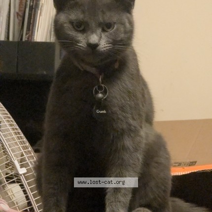 Photo 1/1 Misty Cat lost in Belmont