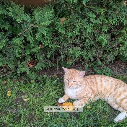 Photo 1/1 Found cat Found in Laval
