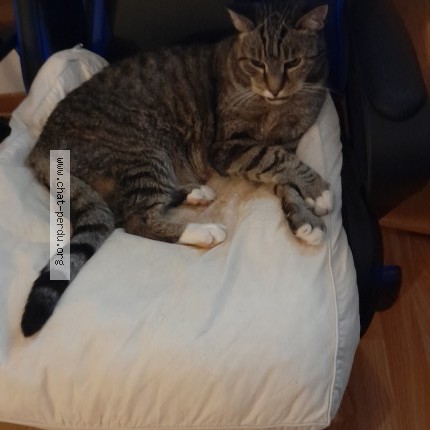 Foto van vermiste kat in Falisolle