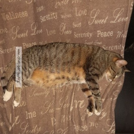 Foto 3/3 Guismo Kat vermist in Falisolle