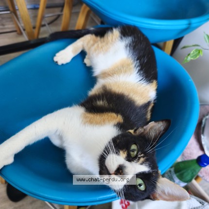 Photo of a cat found in Estagel