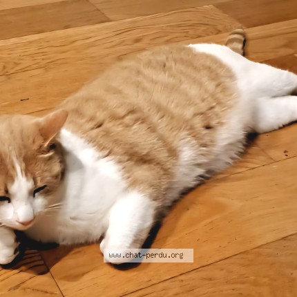 Photo of a cat found in Gujan Mestras