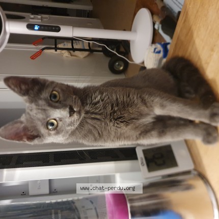 Photo of a cat found in Angers