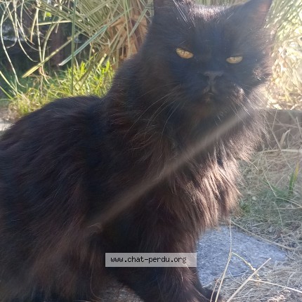 Photo of a cat found in Fort Mahon Plage