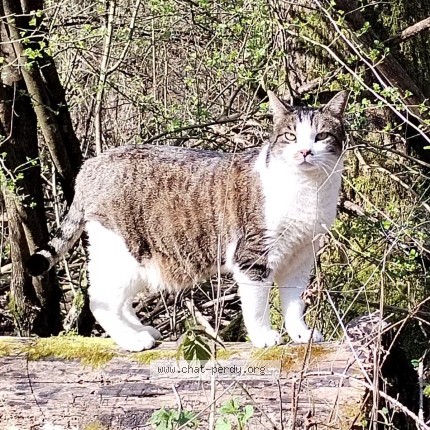 Foto einer wiedergefundenen Katze in Cordon Grisy Suisnes