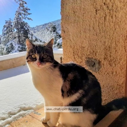 Foto einer wiedergefundenen Katze in Lasserrade