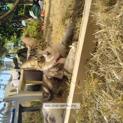 Photo of a cat found in Brest