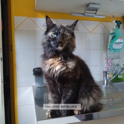 Photo of a cat found in Amiens