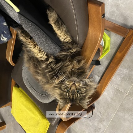 Photo of a cat found in Brax