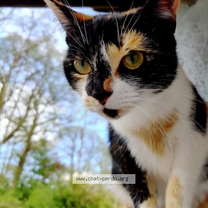 Foto van vermiste kat in Soignies