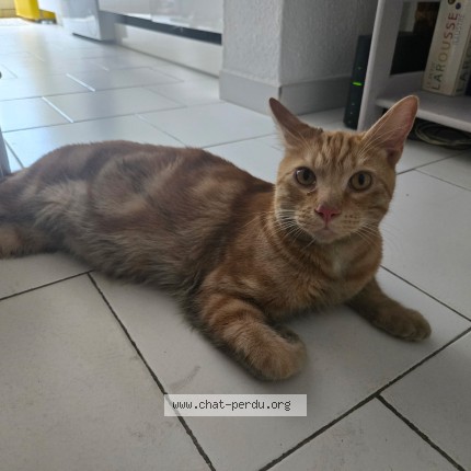 Photo of a cat found in Montpellier