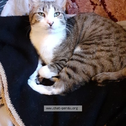 Photo of a cat found in Objat