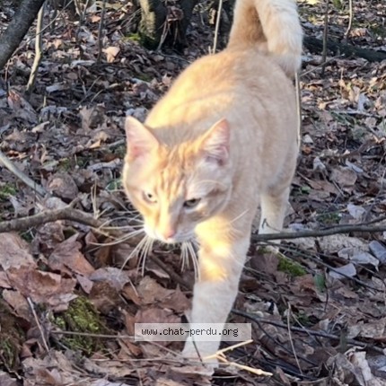 Photo 1/1 SAM Cat lost in Saint Chrysostome