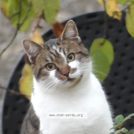 Photo of a cat found in Vraux