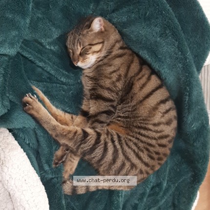 Photo of a cat found in Saint Genest Lerpt