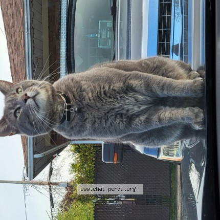 Photo 1/1 Blu Cat lost in Saint Eustache