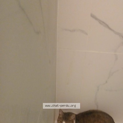 Foto van gevonden kat in Bruxelles