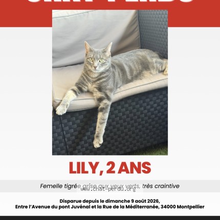 Photo of a cat found in Montpellier
