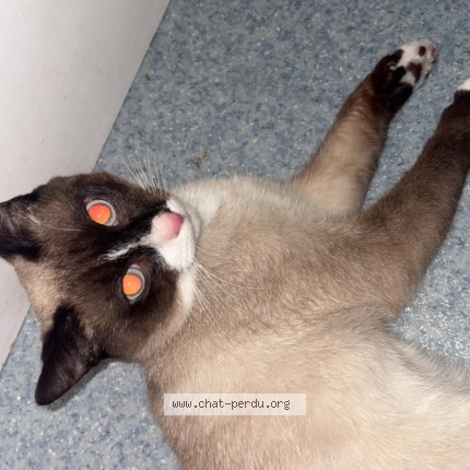 Foto van vermiste kat in Houdeng Goegnies