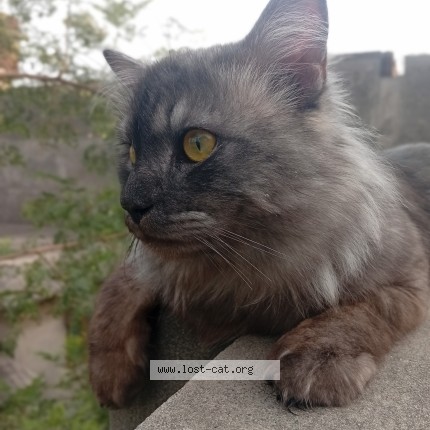 Picture of cat lost at Daska