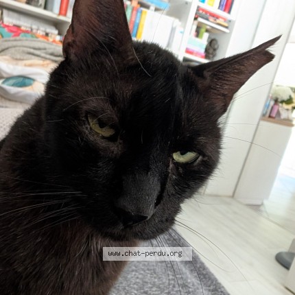 Photo of a cat found in Vic La Gardiole