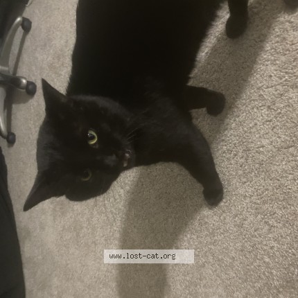 Photo 1/1 Gary Cat lost in Olmsted Falls