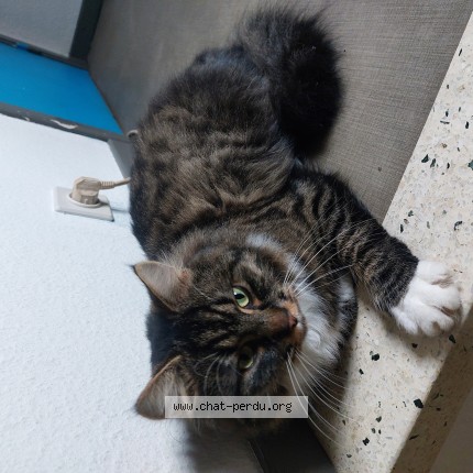 Foto van vermiste kat in Melen