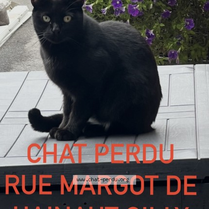 Foto van vermiste kat in Gilly