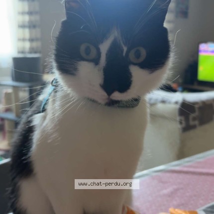 Photo of a cat found in Rioux