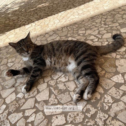 Foto 1/1 Gatto trovato Trovato a Sabaudia