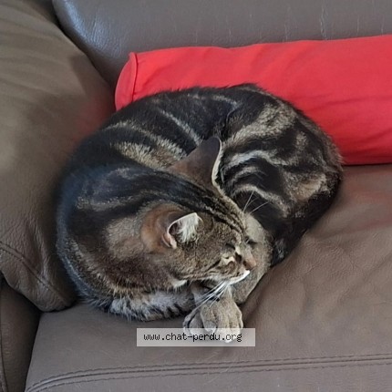 Photo of a cat found in Eyraud Crempse Maurens