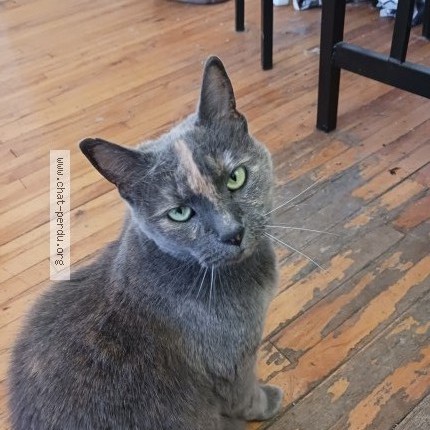 Photo 1/1 Reunited cat Lost in Montreal