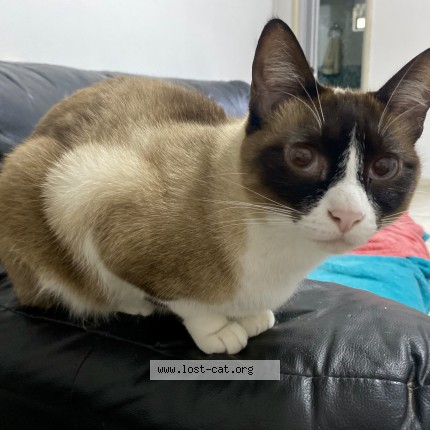 Photo of a cat found in Carapicuiba