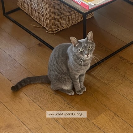 Photo of a cat found in Marseille