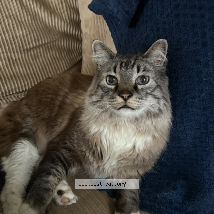 Photo 1/1 Chara Cat lost in Aye
