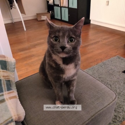 Photo of a cat found in Dijon