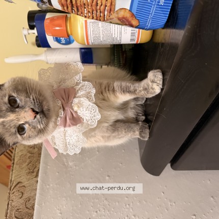 Photo 1/1 lina Cat lost in Longueuil
