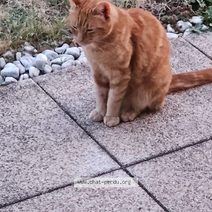 Foto 1/1 Gefundene Katze Gefunden in Bioley Orjulaz