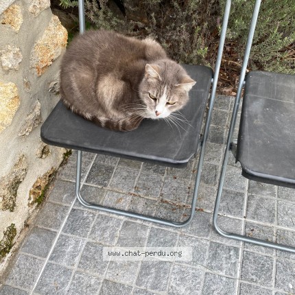 Photo of a cat found in Maisons Laffitte