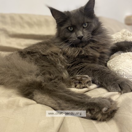 Photo of a cat found in Gujan Mestras