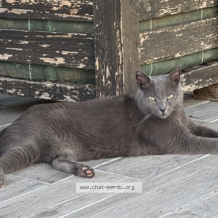 Photo of a cat found in Pantin