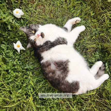 Photo of a cat found in Horbourg Wihr
