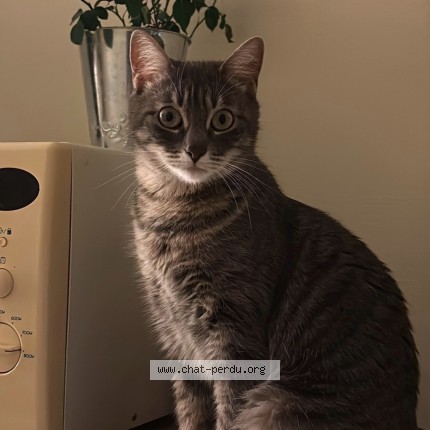Photo of a cat found in Poitiers