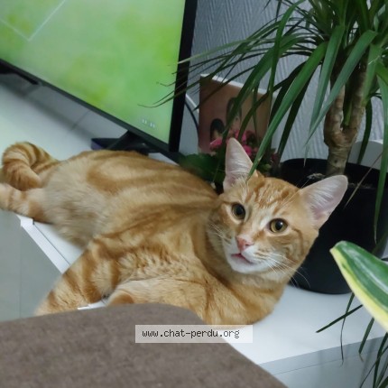 Photo of a cat found in Gien